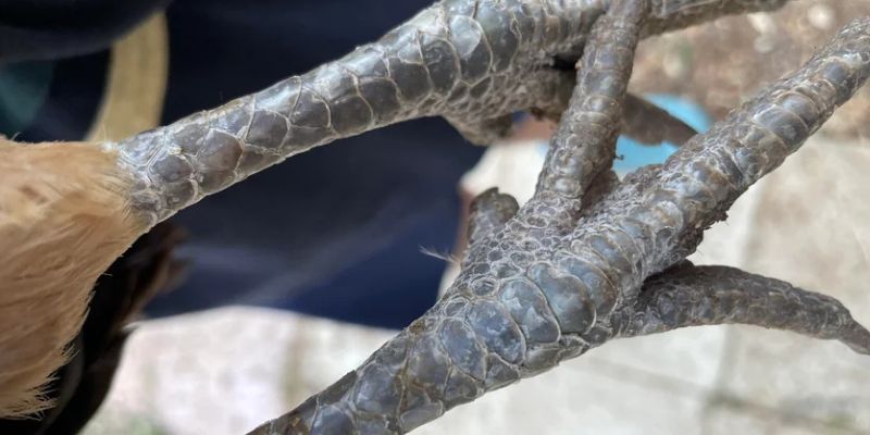 Hướng dẫn cách nhận biết các loại vảy gà