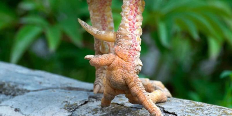 Những lưu ý quan trọng khi lên cựa cho gà