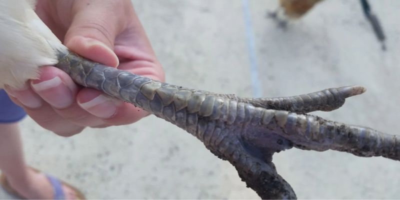 Vảy gà giáp thới phòng đao