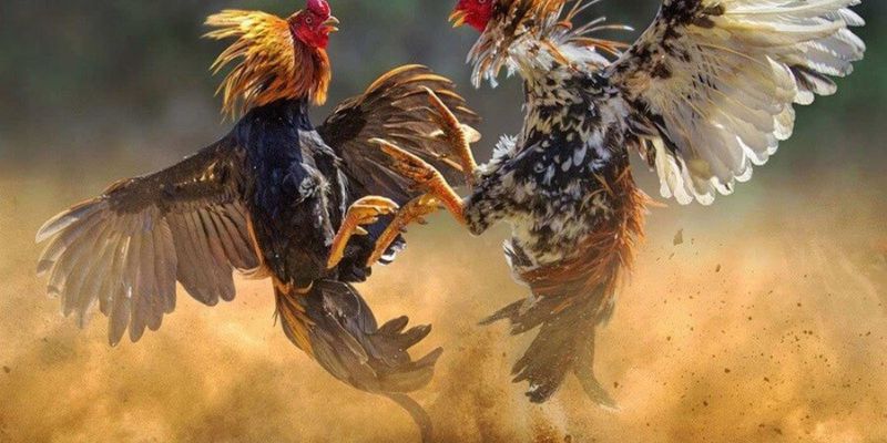 Đá Gà Tip88 - So Tài Sức Mạnh Cùng Những Chiến Kê Hàng Đầu 2 Đá gà tip88 được ưa chuộng